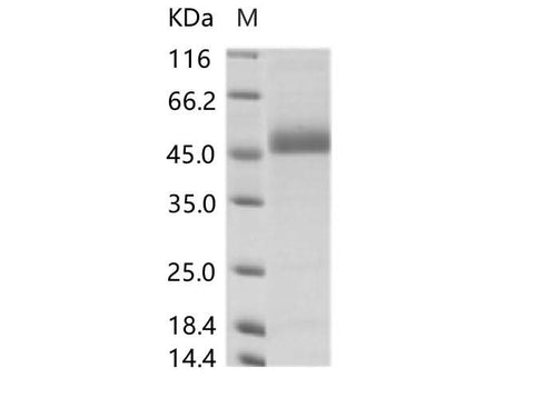 Recombinant DENV (type 4, strain Philippines/H241/1956) NS1 Protein (His Tag) - ABMIUM