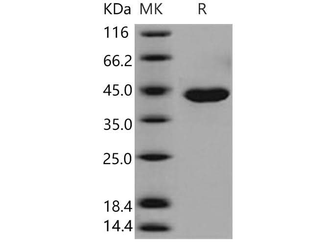 > 96 % as determined by reducing SDS-PAGE.