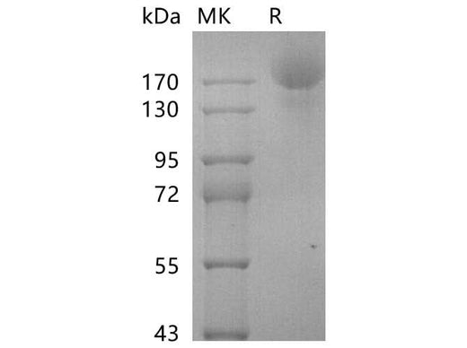 > 95 % as determined by reducing SDS-PAGE.