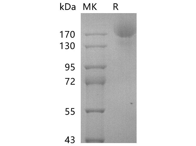 > 95 % as determined by reducing SDS-PAGE.