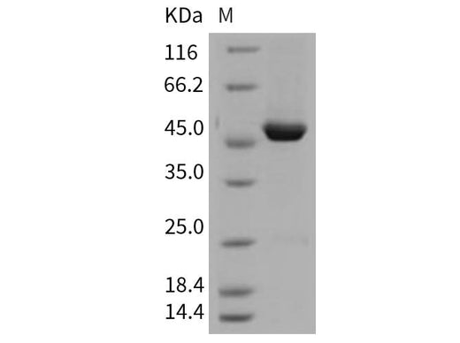 > 94 % as determined by reducing SDS-PAGE.