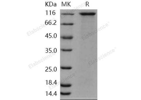 > 92 % as determined by reducing SDS-PAGE.