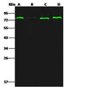 Anti-Human ESR1 Antibody [B218]