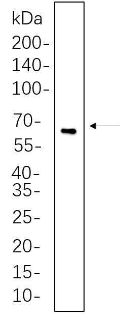 Anti-Human/Mouse/Rat TFEB Antibody [B613] - ABMIUM