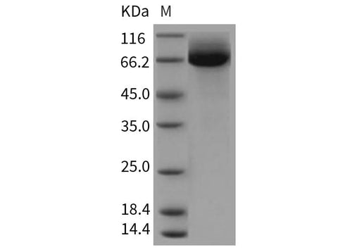 > 95 % as determined by reducing SDS-PAGE.