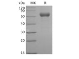 > 95 % as determined by reducing SDS-PAGE.