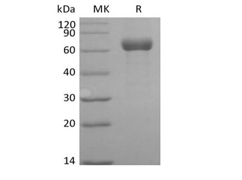 > 95 % as determined by reducing SDS-PAGE.