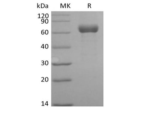 > 95 % as determined by reducing SDS-PAGE.