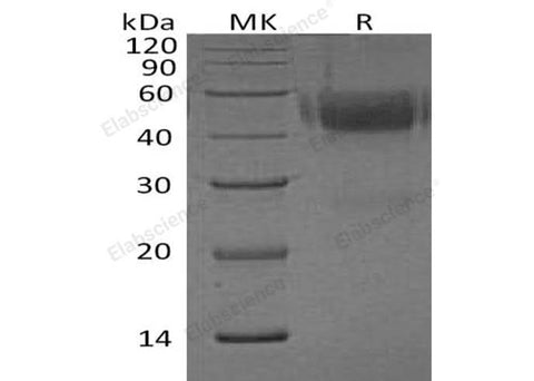 > 90 % as determined by reducing SDS-PAGE.