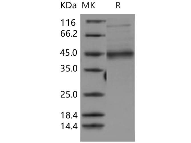 > 80 % as determined by reducing SDS-PAGE.