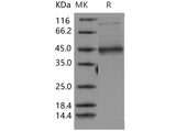 > 80 % as determined by reducing SDS-PAGE.