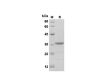 SDS-PAGE analysis of Human NLRP3 proteins, 2 μg/lane of Recombinant Human NLRP3 proteins was resolved with SDS-PAGE under reducing conditions, showing bands at 31 kDa.