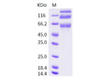 > 85 % as determined by reducing SDS-PAGE.