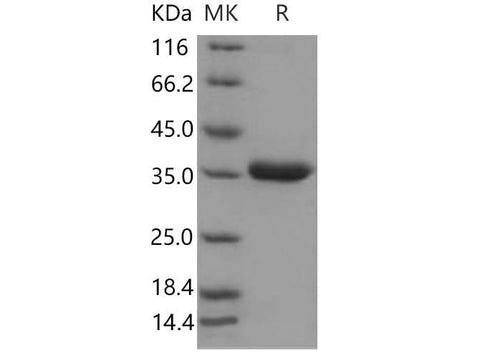 > 97 % as determined by reducing SDS-PAGE.
