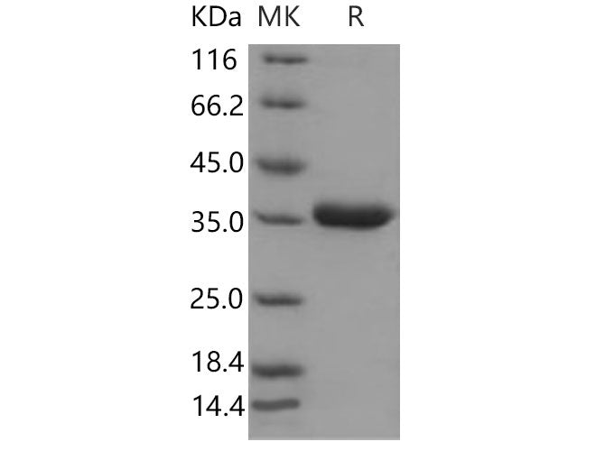 > 97 % as determined by reducing SDS-PAGE.