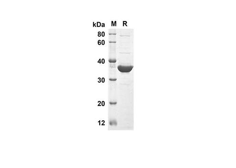SDS-PAGE analysis of Mouse TRAIL/TNFSF10 proteins, 2 μg/lane of Recombinant Mouse TRAIL/TNFSF10 proteins was resolved with an SDS-PAGE under reducing conditions, showing bands at 39 kDa.