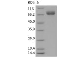 > 98 % as determined by reducing SDS-PAGE.