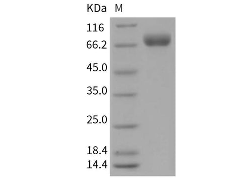 > 98 % as determined by reducing SDS-PAGE.