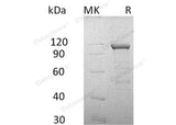 > 90 % as determined by reducing SDS-PAGE.