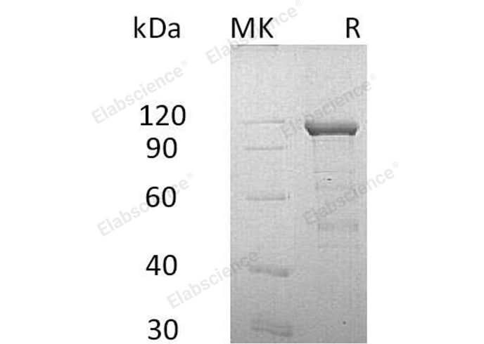> 90 % as determined by reducing SDS-PAGE.