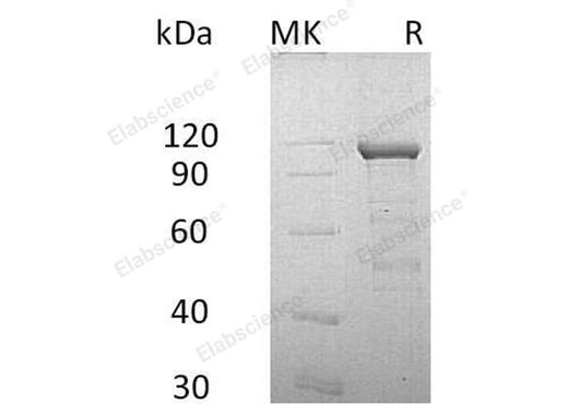 > 90 % as determined by reducing SDS-PAGE.