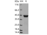 > 92 % as determined by reducing SDS-PAGE.