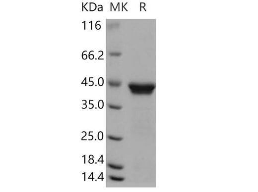 > 92 % as determined by reducing SDS-PAGE.