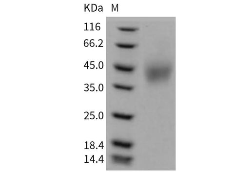 > 95 % as determined by reducing SDS-PAGE.