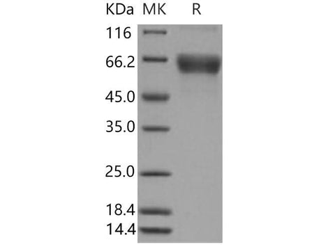 > 90 % as determined by reducing SDS-PAGE.