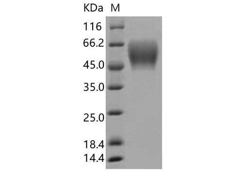 > 95 % as determined by reducing SDS-PAGE.