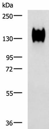 Western blot analysis of A549 cell lysate using CEACAM1 Polyclonal Antibody at dilution of 1:500