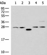 Western blot analysis of 293T cell lysates using PSMA6 Polyclonal Antibody at dilution of 1:1000