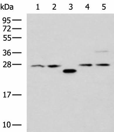 Western blot analysis of 293T cell lysates using PSMA6 Polyclonal Antibody at dilution of 1:1000