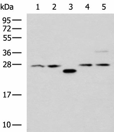 Western blot analysis of 293T cell lysates using PSMA6 Polyclonal Antibody at dilution of 1:1000