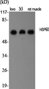 Western Blot analysis of various cells using HSP60 Polyclonal Antibody at dilution of 1:2000.