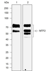 Anti-Human/Mouse MTF2 Antibody [A756]