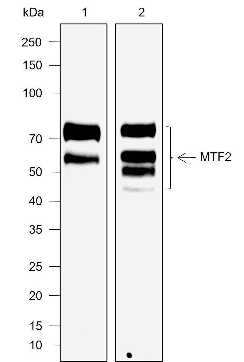 Anti-Human/Mouse MTF2 Antibody [A756]