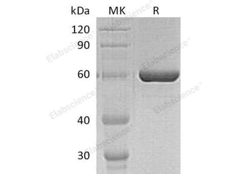 > 90 % as determined by reducing SDS-PAGE.