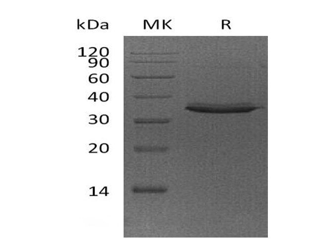 > 95 % as determined by reducing SDS-PAGE.