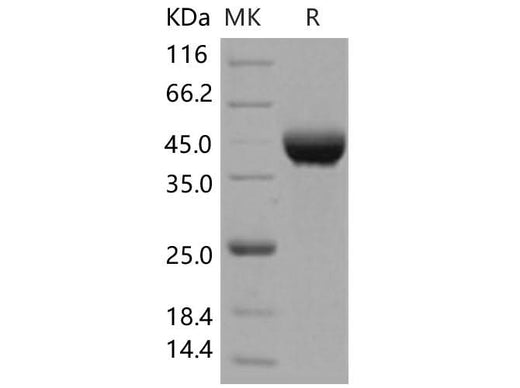 > 98 % as determined by reducing SDS-PAGE.