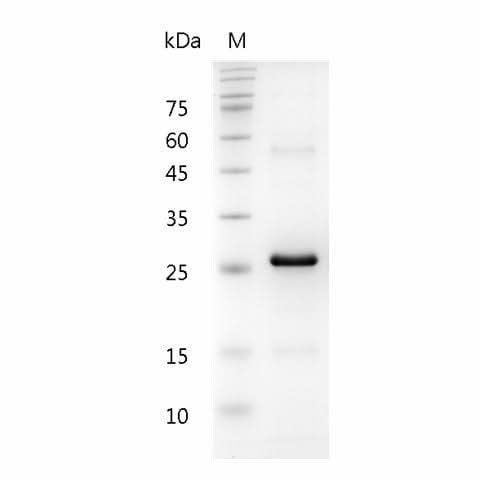 > 98 % as determined by reducing SDS-PAGE.