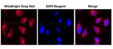 HELA cells were co-stained with MitoBright Deep Red Probe and DAPI Reagent (25 μg/mL) (E-CK-A163).
