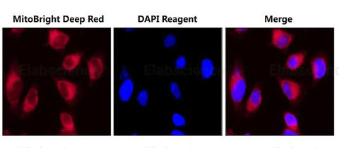 HELA cells were co-stained with MitoBright Deep Red Probe and DAPI Reagent (25 μg/mL) (E-CK-A163).