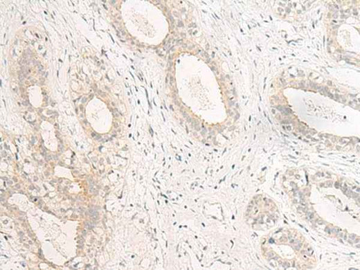 Anti-Human GPR157 Antibody