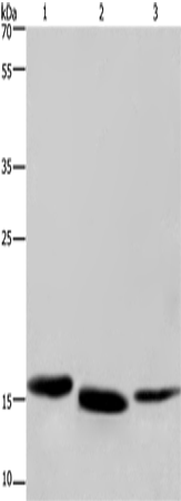 Anti-Human/Mouse/Rat Cytochrome b5 Antibody - ABMIUM