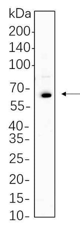 Anti-Human Oct-2 Antibody [B739]