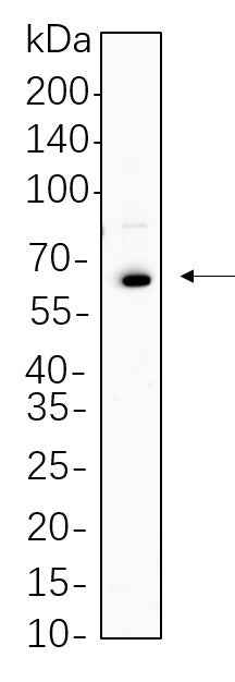 Anti-Human Oct-2 Antibody [B739] - ABMIUM