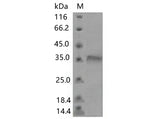 > 80 % as determined by reducing SDS-PAGE.
