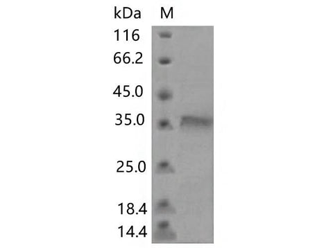 > 80 % as determined by reducing SDS-PAGE.