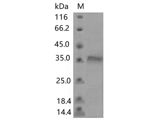 > 80 % as determined by reducing SDS-PAGE.